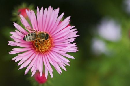 One aster flower with bee の写真素材