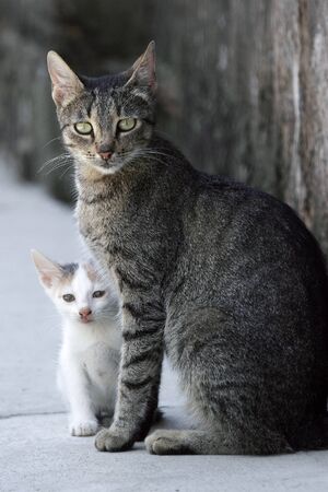 Close up off gray cat and white kitten standing next to each otherの写真素材