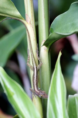 Lizard is going down the stalk of green plant.の写真素材