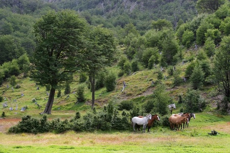 Group of white and brown wild horses standing in the middle of beautiful meadow in the forest.の写真素材