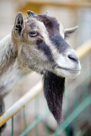 Portrait of Goat that is in cage of zoo.の写真素材
