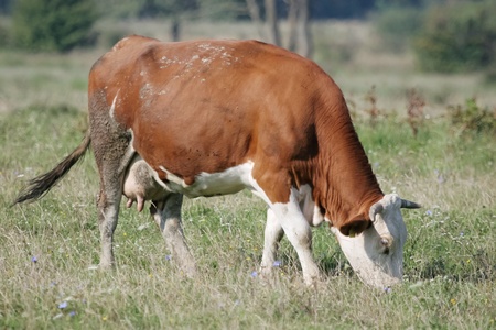 Colorful brown, white cow on meadow is eating grassの写真素材