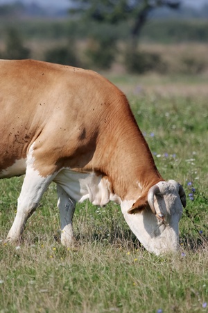 Close up of colorful brown, white cow that is eating grass on the meadowの写真素材
