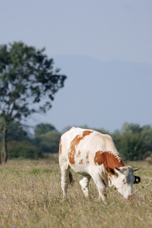 White cow with brown spot dots eating dry grass on the meadowの写真素材