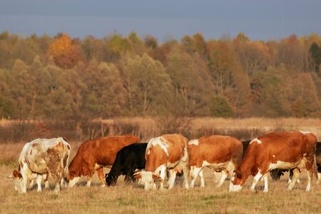 Colorful white, brown and black cow's in the heard on meadow are eating grass, with forest in the background, lighted with beautiful reddish sunset light.の写真素材