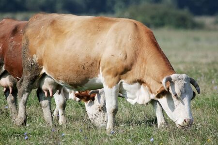 Colorful light brown, white cow eats grass in the herd on the meadowの写真素材