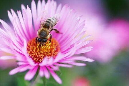 Bee on a beautiful pink flowers is looking for pollenの写真素材