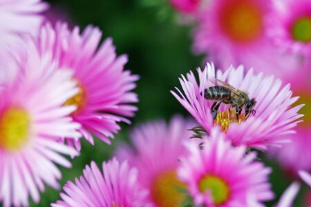 Bee in a bush of beautiful pink flowers looking for pollenの写真素材