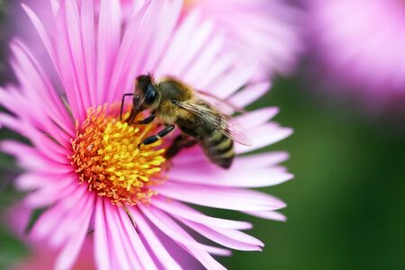 Bee on a beautiful pink flowers is looking for pollenの写真素材