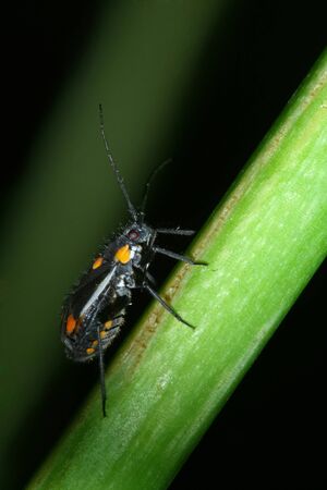 	A yellow spotted black beetle on the stalk of green plantの写真素材