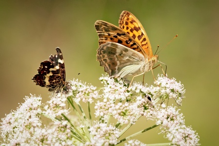 	Close up of two butterflies, red smaller and bigger orange butterfly, standing on the white flower of elderberry that is growing on the meadow.の写真素材