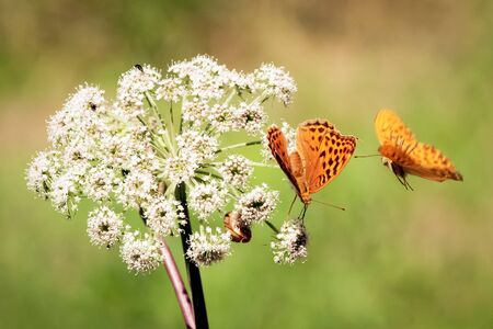 	Close up of two orange butterflies. One butterfly is flying around the other one that is standing on the white flower that is growing on the meadow.の写真素材