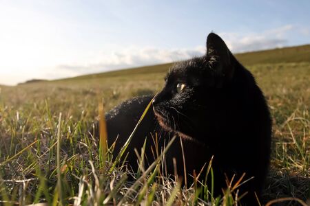 	Black domestic cat on the meadow is sneaking to hunt for preyの写真素材