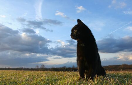 	Black domestic cat is sitting down on meadow at sunsetの写真素材