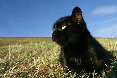Black domestic cat on the meadow is sneaking to hunt for preyの写真素材