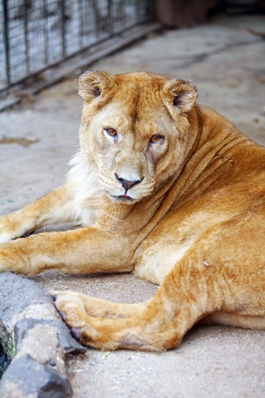 	Female lion resting in the cage of the zooの写真素材