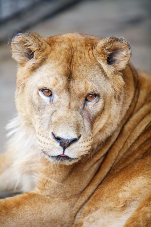	Female lion resting in the cage of the zooの写真素材