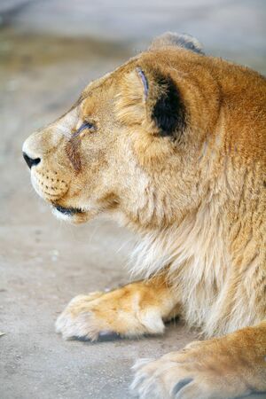 	Female lion resting in the cage of the zooの写真素材