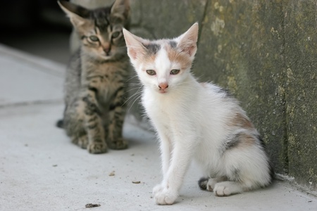 	White and gray colorful kittens in the yardの写真素材