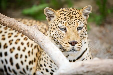 Leopard resting on the floorの写真素材