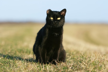 One eared black cat on the meadow.の写真素材