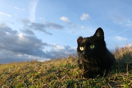 	One eared black cat on the meadow is waiting for a prayの写真素材
