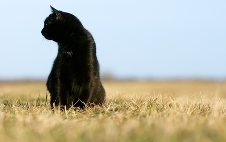 	Black cat on the meadow.の写真素材