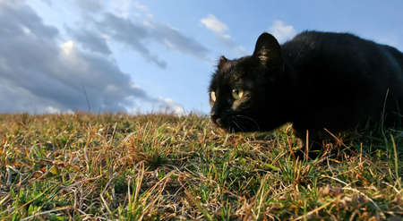	Black domestic cat on the meadow is sneaking to hunt for foodの写真素材