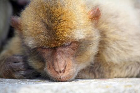 	Gibraltar Monkeys or Barbary Macaques are considered by many to be the top tourist attraction in...