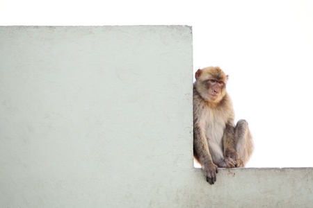 	Gibraltar Monkeys or Barbary Macaques are considered by many to be the top tourist attraction in Gibraltar. The monkey is resting on the wall on the hill above the Gibraltar.の写真素材