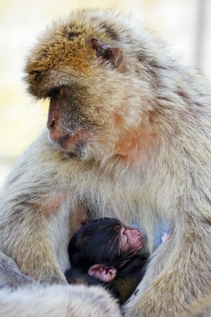 	Gibraltar Monkeys or Barbary Macaques are considered by many to be the top tourist attraction in Gibraltar. Close up of female monkeys with youth in her arms.の写真素材