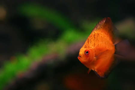 	Orange discus fish swiming in aquariumの写真素材