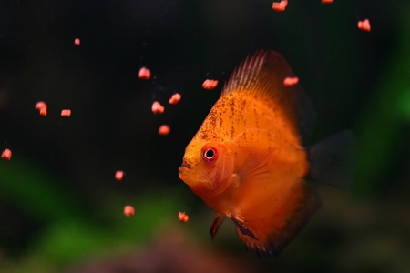 	Orange discus fish swims and feeds in aquariumの写真素材