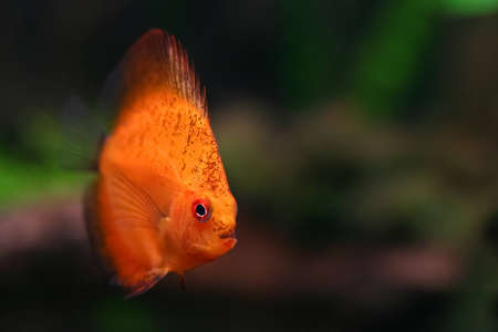 	Orange discus fish swiming in aquariumの写真素材