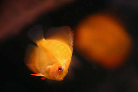 	Orange discus fish swiming in aquariumの写真素材