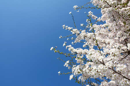 	Beautiful blooming tree with clear blue skyの写真素材