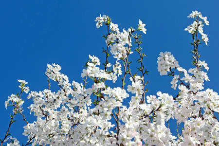 	Beautiful blooming tree with clear blue sky