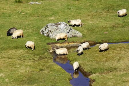 	Group of sheep grazing grass on pasture by a mountain streamの写真素材