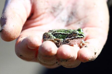 	Edible green frog  Rana esculenta の写真素材