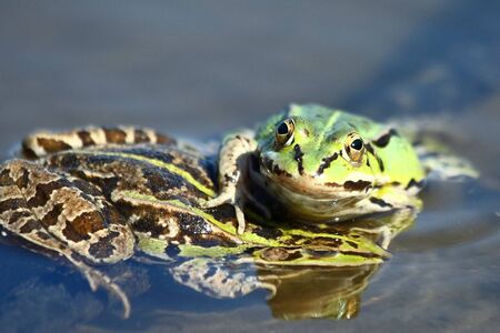Edible green frog  Rana esculenta 