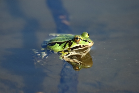 	Edible green frog  Rana esculentaの写真素材