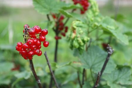 Currant bush Currant bushes with fruits currant
