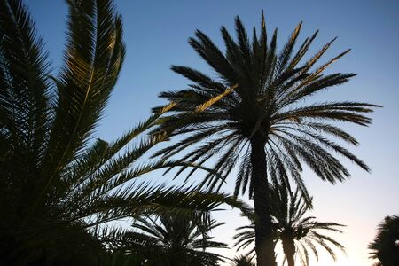 	Palm trees in the sunset 	Silhouette of palm date trees at sunset 