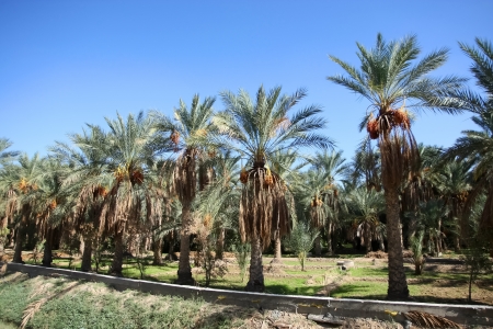 	An oasis of date palms  	Palm date trees in the largest oasis of Tozeur in Tunisiaの写真素材