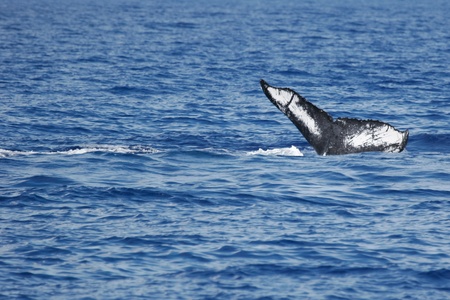 Abstract tail of Humpback Whale Humpback Whale diving in to the sea next to coast of Hawaii and only...