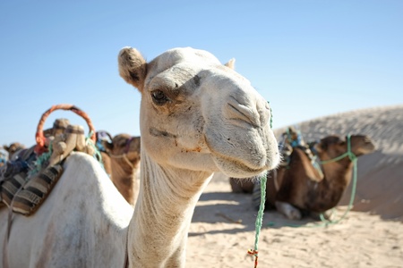 Douz, Kebili, Tunisia - September 17, 2012   Beduins leading tourists on camels at the Sahara desert  Camels are resting during break time on September 17, 2012 in Douz, Kebili, Tunisiaの写真素材