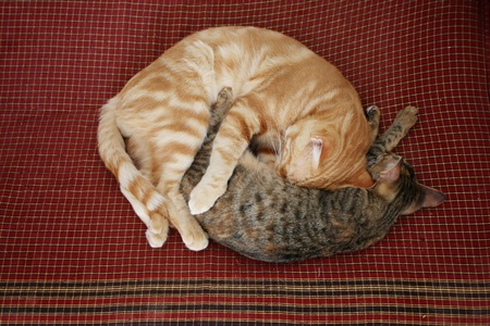 Two cats are sleeping curled up on bedding 