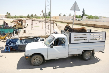 Bir Al Huffay, Tunisia -  September 16th, 2012   A man sells his donkey on the market  in Bir Al Huffay, Tunisia  On this market people sell most of their stuff, animals and food by keeping them in their pick up trucks instead of the usual way of selling のeditorial素材