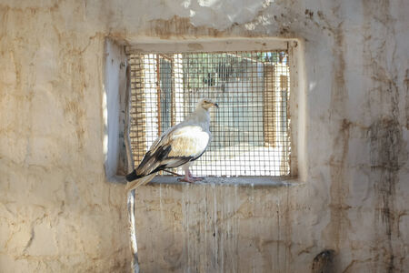 A bird of prey kept in Zoo in Tozeur, Tunisia の写真素材