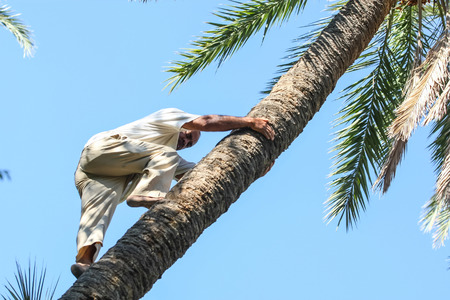 TOZEUR,  TUNISIA - SEPTEMBER 16   A worker climbing on a palm tree at a date palm plantation in an oasis on September 16th, 2012  in Tozeur, Tunisia  Workers climb a tree to pollinate it manually or to collect the fruit dates のeditorial素材